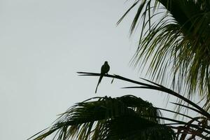 a parrot perched on a palm tree branch photo