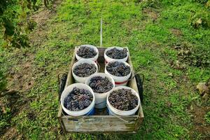 a wooden crate filled with buckets of grapes photo