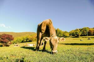 a cow grazing in a field photo