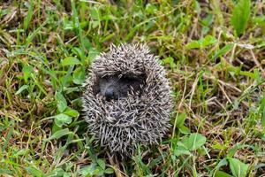 a hedgehog is hiding in the grass photo