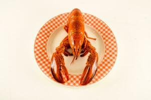 a lobster on a plate with a checkered pattern photo