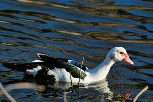 a duck swimming in the water with its head up photo