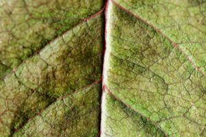 a close up of a leaf with red veins photo