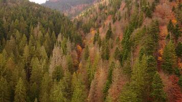 Haut vue de le l'automne forêt dans le montagnes. vol plus de une vallée couvert avec une mélange de à feuilles caduques et conifère des arbres, divisé par une Montagne rivière dans l'automne video