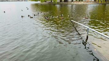 Ducks swim on a lake in a city park on a cloudy autumn day. Birds on the pond. Wild birds. Feed the ducks. Birds in the water. video