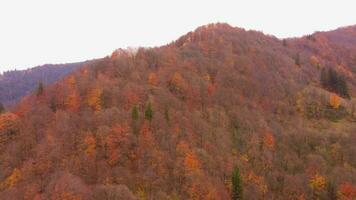 exuberante outono árvore folhas com brilhante vermelho, laranja e amarelo cores dentro uma floresta em uma colina. zangão cenas do mágico caloroso outono cores dentro uma montanha floresta. floresta dentro outono. video