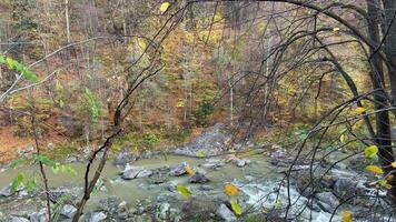 pittoresco autunno paesaggio con un' montagna fiume nel un' gola. un' bellissimo colore tavolozza di le foglie nel il foresta e un' selvaggio fiume fluente attraverso un' ripido roccioso canyon nel il colorato autunno stagione. video