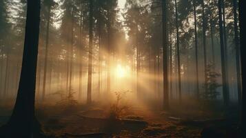 Sunrise in the Foggy Forest photo