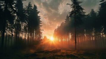 Sunrise in the Foggy Forest photo