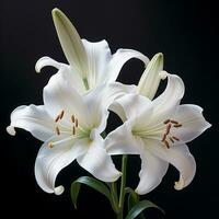 white lily flower photo