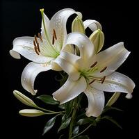 white lily flower photo