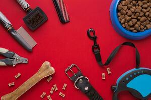 Collar, bowl with feed, leash, delicacy, combs and brushes for dogs. Isolated on red background photo