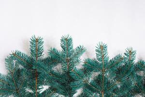 verde Navidad abeto árbol ramas aislado en blanco antecedentes. foto