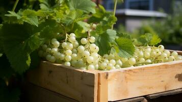 Freshly picked White currant fruit from garden placed in the boxes. Generative AI photo