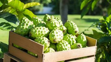 Freshly picked Soursop fruit from garden placed in the boxes. Generative AI photo