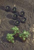 Green basil plants, small in pots and bigger ones, sprouting from soil. Ready for planting. Organic eco seedling. Sunlight, ground. Top view photo