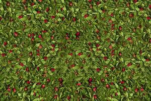 fondo de pantalla o antecedentes de rojo seco Rosa brotes entre verde hojas y leña menuda. naturaleza y plantas. parte superior ver foto