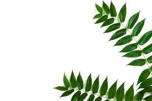 Green leaf branches on white background. flat lay, top view photo