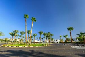 The view to road and palm trees near the hotels photo