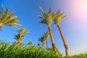 Palm trees on background of blue sky. photo
