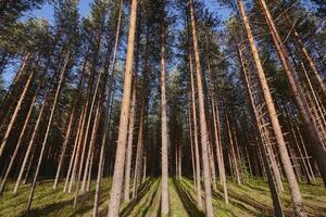 Beautiful landscape of pine forest in summer day. The tall trees of the pine trees growing in the old forest. photo