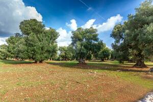 seductor ver en un césped campo y un hermosa aceituna arboles en apulia campo, Italia. foto