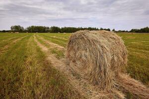 Haystack harvest agriculture field landscape. Agriculture field haystack view. photo