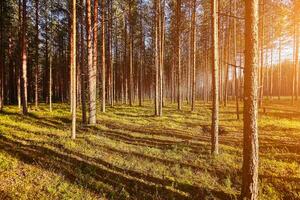 Beautiful landscape of pine forest in summer day. The tall trees of the pine trees growing in the old forest. photo