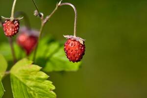 Organic wild ripe strawberry in forest.Macro shot, focus on a foreground, blurred background photo