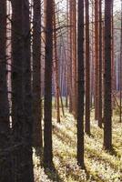 Beautiful landscape of pine forest in summer day. The tall trees of the pine trees growing in the old forest. photo