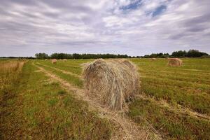 Haystack harvest agriculture field landscape. Agriculture field haystack view. photo