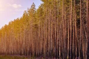 Beautiful landscape of pine forest in summer day. The tall trees of the pine trees growing in the old forest. photo