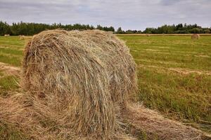 Haystack harvest agriculture field landscape. Agriculture field haystack view. photo