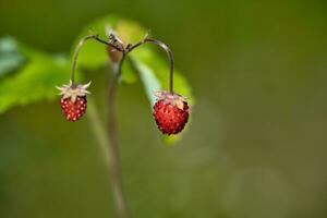 Organic wild ripe strawberry in forest.Macro shot, focus on a foreground, blurred background photo