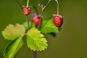 Organic wild ripe strawberry in forest.Macro shot, focus on a foreground, blurred background photo