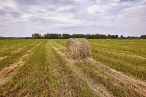 Haystack harvest agriculture field landscape. Agriculture field haystack view. photo