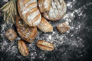 Homemade rye bread sprinkled with flour and various grains and seeds on a black background with spikelets of wheat or rye and oats. photo