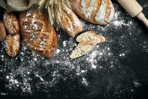 Homemade rye bread sprinkled with flour and various grains and seeds on a black background with spikelets of wheat or rye and oats. photo