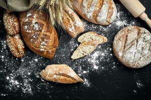 Homemade rye bread sprinkled with flour and various grains and seeds on a black background with spikelets of wheat or rye and oats. photo