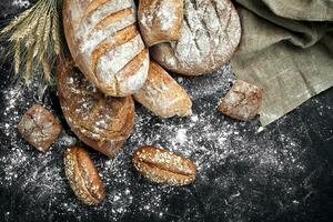 Homemade rye bread sprinkled with flour and various grains and seeds on a black background with spikelets of wheat or rye and oats. photo