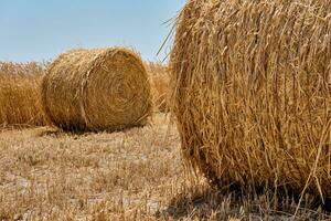 Half harvested ripe wheat field with haystacks in rural countryside. Landscape with golden spikelets. Summer harvest. Agricultural business concept. photo