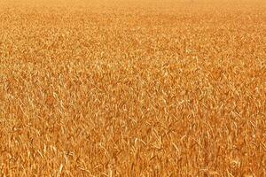 Fields of wheat at the end of summer fully ripe. Nature photo. photo