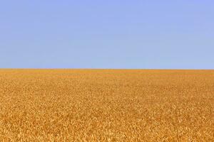 trigo campo. orejas de dorado trigo. hermosa naturaleza. rural paisaje debajo brillante luz de sol. antecedentes de madurez orejas de prado trigo campo. foto