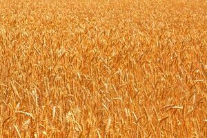 Wheat field. Ears of golden wheat close up. Beautiful Nature Sunset Landscape. Rural Scenery under Shining Sunlight. Background of ripening ears of meadow wheat field. photo