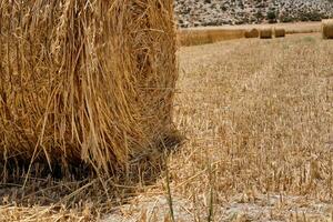 Half harvested ripe wheat field with haystacks in rural countryside. Landscape with golden spikelets. Summer harvest. Agricultural business concept. photo