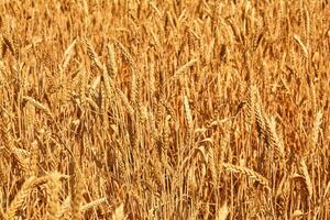 Wheat field. Ears of golden wheat close up. Beautiful Nature Sunset Landscape. Rural Scenery under Shining Sunlight. Background of ripening ears of meadow wheat field. photo