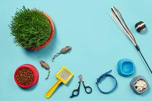 Flat lay composition with accessories for a cat on a blue background. Pet care. photo