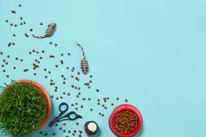 Flat lay composition with accessories for a cat on a blue background. Pet care. photo