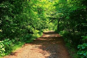 Tranquil Journey Through Sunlit Woodland Path photo