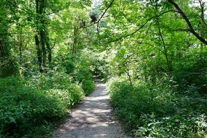 Tranquil Path Through Lush Woodland Foliage photo